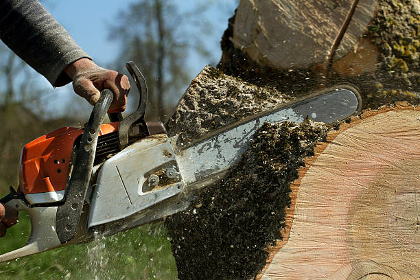 Best Tree Stump Removal  in St Ansgar, IA